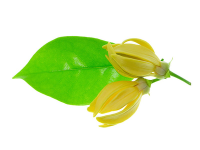 ilang, ilang, manorangini, 协或 kantali 协, 有白色背景的叶子的芬芳花朵