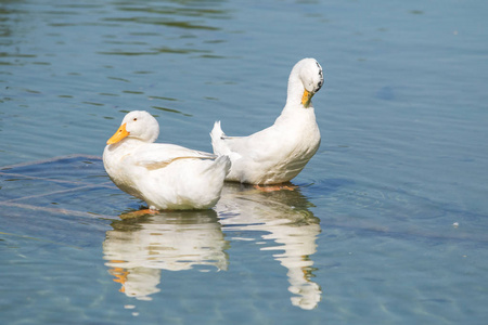 池塘上的白鸭子, 夏天