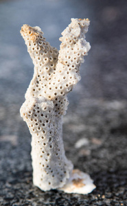 一块石灰石珊瑚