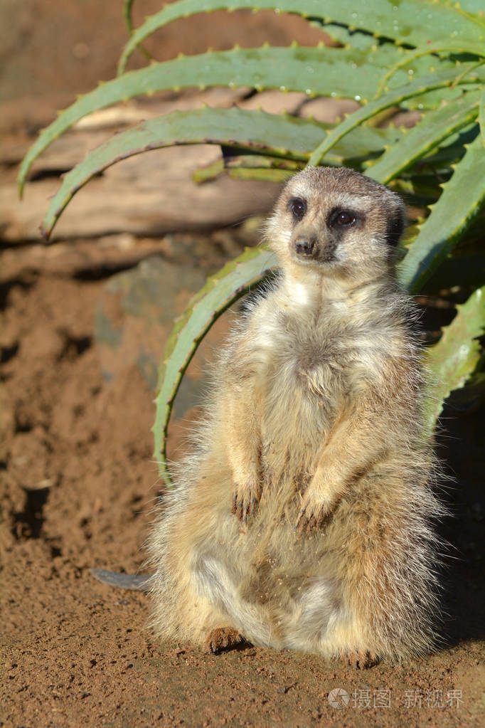 猫鼬是非洲本土动物, 属于猫鼬家族的小食肉兽.