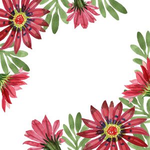红杂色菊花。花卉植物花。框边框装饰广场。背景质地包装图案框架或边框的水彩画野花