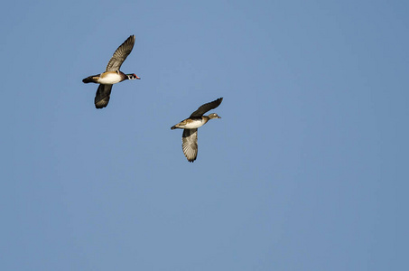 对木头鸭子在蓝色的天空中飞翔图片