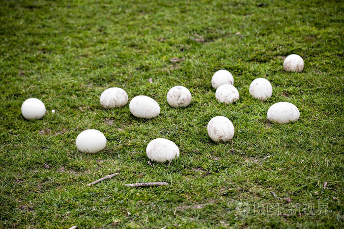 在动物园里的鸵鸟蛋