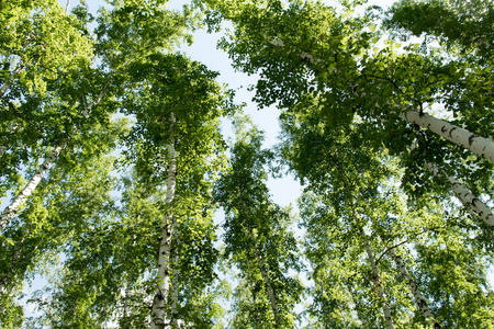 从下面到天空的夏天看白桦林