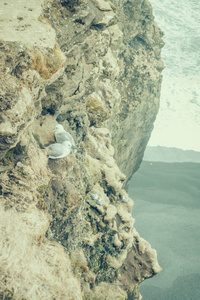 冰岛在悬崖上的鸟。过滤的图像处理老式
