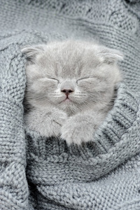 灰色的小猫睡在灰色装