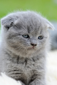 密切的灰色小猫肖像