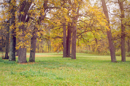 美丽的秋天公园散落着落叶