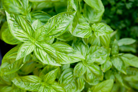 新鲜蔬菜沙拉,土壤和盆栽的新鲜蔬菜沙拉,绿色蔬菜罗勒植物在锅里有名