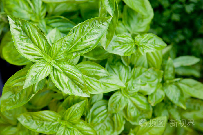 草本植物-罗勒-关闭起来的罗勒香草叶