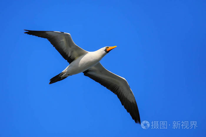 纳斯卡诱杀装置 Granti 飞行在艾斯潘诺拉路岛 加拉帕戈斯群岛国家公园 厄瓜多尔照片 正版商用图片0rcxkv 摄图新视界 纳斯卡诱杀装置 Granti 飞行在艾斯潘诺拉路岛 加拉帕戈斯群岛国家公园 厄瓜多尔照片 正版商用图片0rcxkv 摄图新视界
