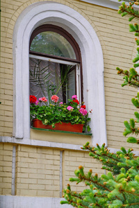 美丽的多色盛开的花朵在一个大花盆陈列在一个开放的窗口