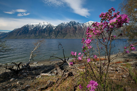俄罗斯。西伯利亚西部南部, 春天山阿尔泰山。Teletskoye 湖岸边盛开的 maralnik 杜鹃