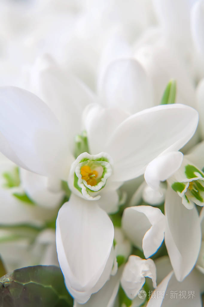 春天的美丽的雪莲花鲜花花束关闭