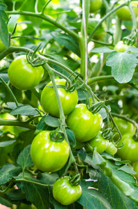 番茄病害.猫脸.绿色的西红柿在灌木上腐烂.