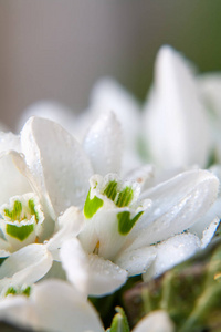 春天的美丽的雪莲花鲜花花束。关闭