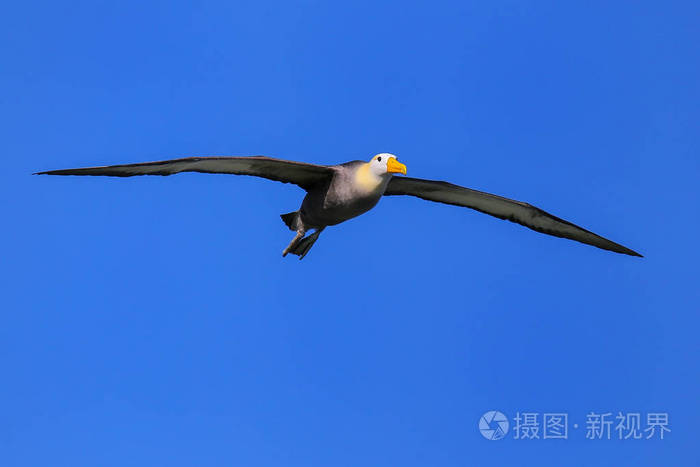 在厄瓜多尔加拉帕戈斯国家公园艾斯潘诺拉路岛飞行时挥舞信天翁 Phoebastria Irrorata 挥舞的信天翁主要养殖在照片 正版商用图片0rd2pm 摄图新视界 在厄瓜多尔加拉帕戈斯国家公园艾斯潘诺拉路岛飞行时挥舞信天翁 Phoebastria Irrorata 挥舞的信天翁主要养殖在照片 正版商用图片0rd2pm 摄图新视界