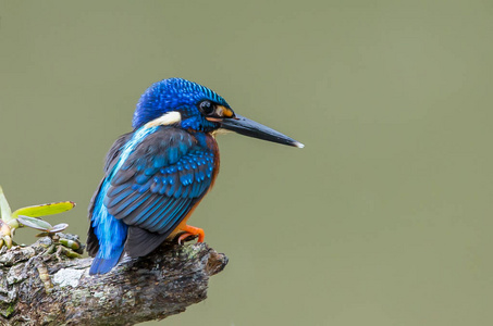 蓝耳翠鸟 Alcedo meninting 在树枝上