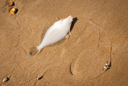 在荷兰北海海滩沙滩上的尼龙钓线上钓到鱼