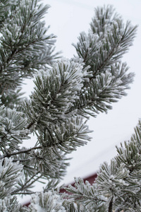 杉木树针上的积雪关闭了