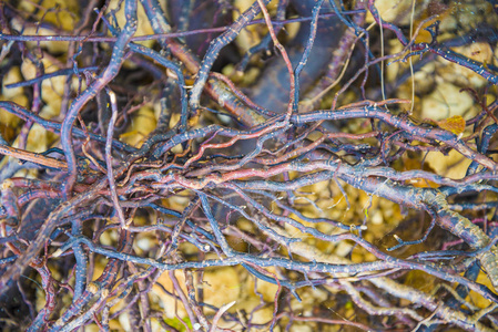 详细信息树的根图片