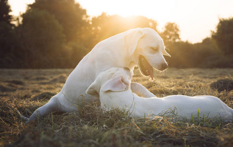 白色年轻拉布拉多猎犬犬狗看起来很漂亮