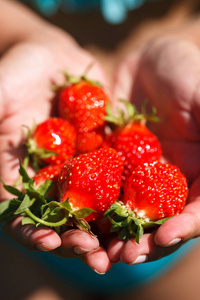 新鲜的红草莓。草莓丰收。夏季照片