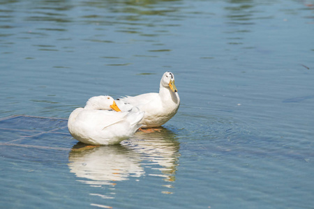 池塘上的白鸭子, 夏天