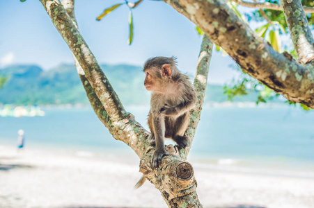 猕猴猴子坐在树上