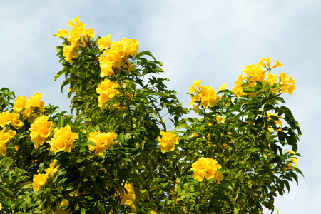 黄色的花朵，对蓝蓝的天空