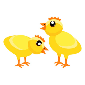 可爱的黄鸡照片