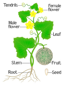 甜瓜植株在白色背景下的部分