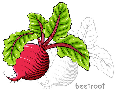 根甜菜插画-根甜菜手绘-根甜菜卡通图-摄图新视界
