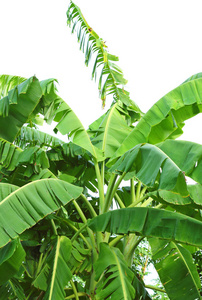 香蕉树图片