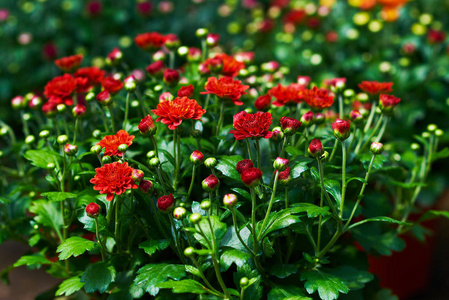 红色菊花特写。花在橘园。在温室里种植各种五颜六色的花朵。美丽的花朵在商店。园艺。花园中心。温室里的花朵