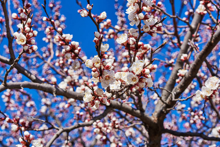 樱桃花, 具有良好的背景颜色为或其他目的使用。樱花与蓝天在春天的季节。美丽的开花果树。自然背景