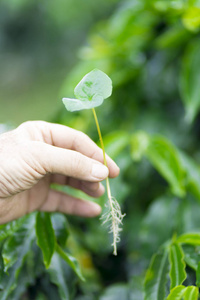 手拿着小的绿色植物农业和种子植物种子生长在农场