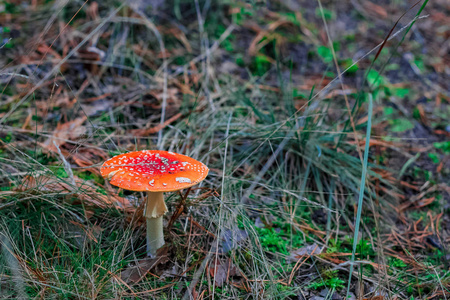 毒蝇伞。欧洲森林红色有毒蘑菇