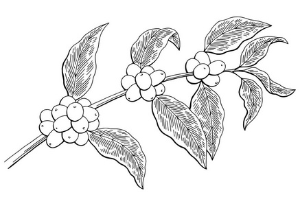 咖啡植物简笔画图片