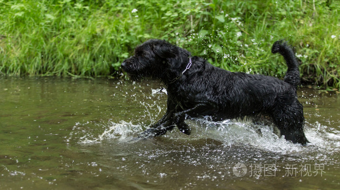 黑色狗跳进了水
