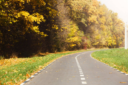 农村公路秋季风景金黄树和叶子