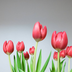 美丽的郁金香花束