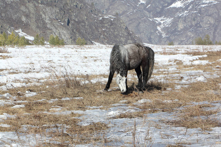 在早春放牧在群山之中的灰色马