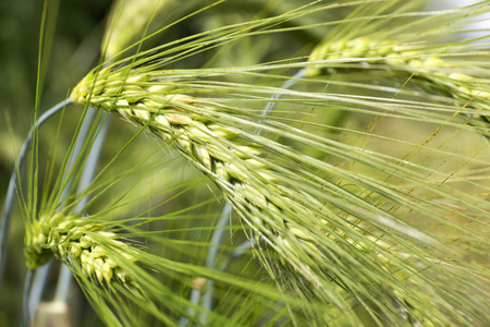 大麦的穗状花序的细节