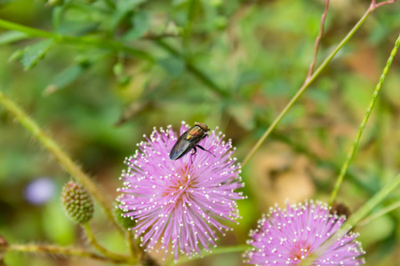 绿色的苍蝇在花园里的粉红色的花朵上