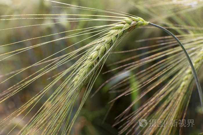 大麦的穗状花序的细节