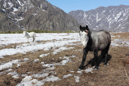 马在山间雪林间空地上吃草