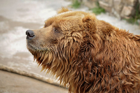 动物特写摄影。棕色的熊肖像