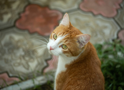 可爱的猫与大绿色眼睛特写