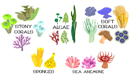 白色背景下的珊瑚海葵海绵海藻等不同种类的集合